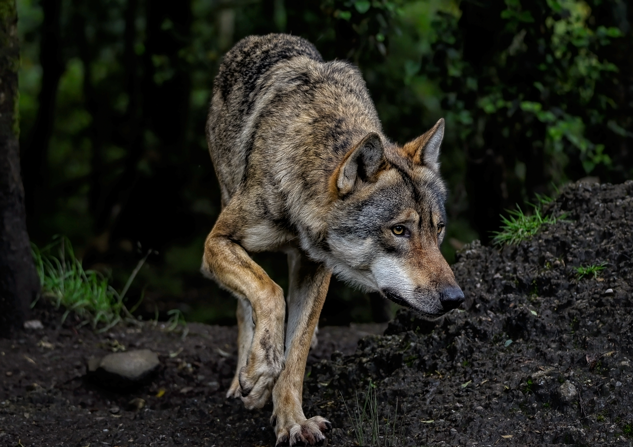 Preventing Future Encounters (image credits: pixabay)