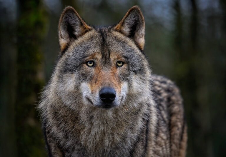 What To Do If Confronted by A Wolf While Hiking With Your Dog in Minnesota