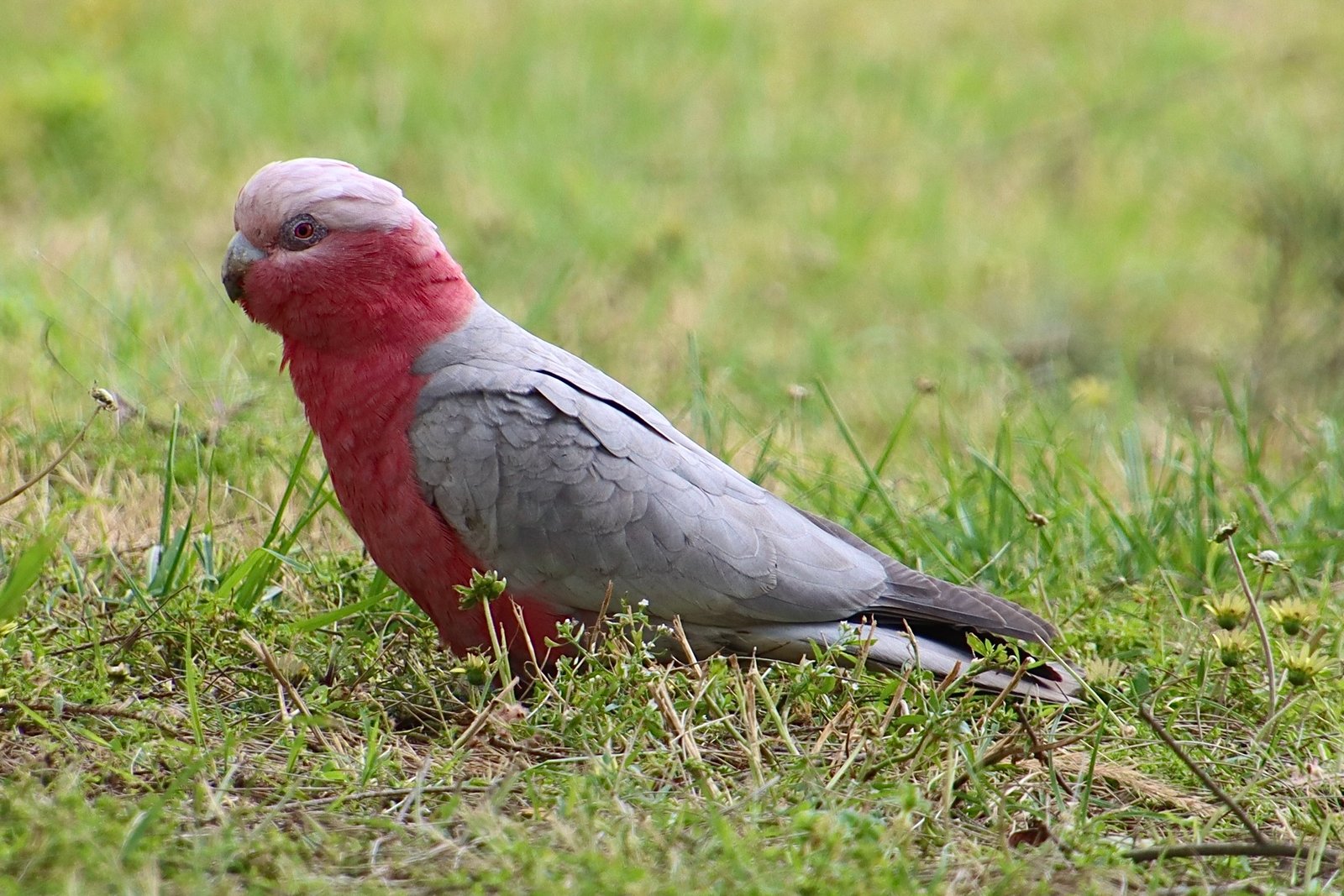 4. Galah Cockatoo: The Pink Charmer (image credits: wikimedia)