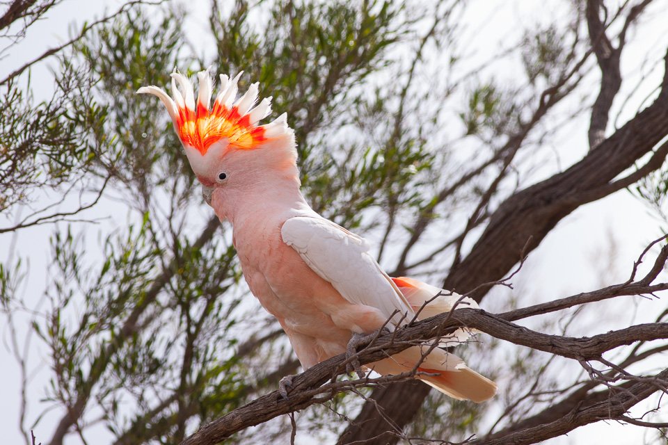 5. Major Mitchell's Cockatoo: The Peaceful Beauty (image credits: wikimedia)