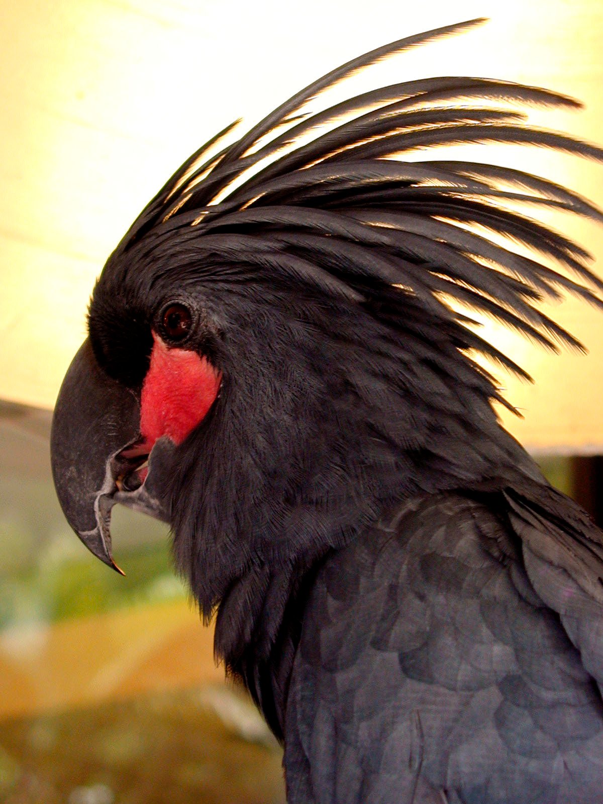 8. Black Palm Cockatoo: The Majestic Friend (image credits: wikimedia)