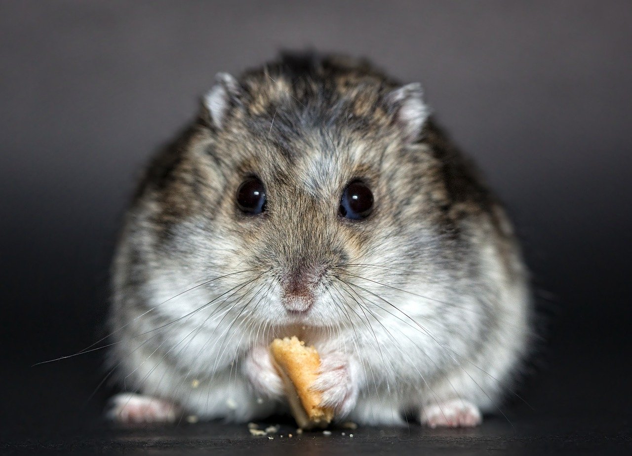 1. Hamsters: Tiny Balls of Energy (image credits: pixabay)