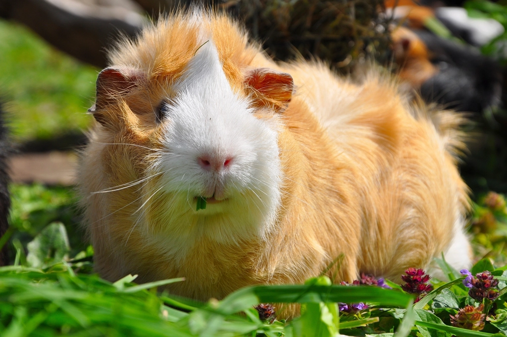 2. Guinea Pigs: Social and Vocal (image credits: rawpixel)