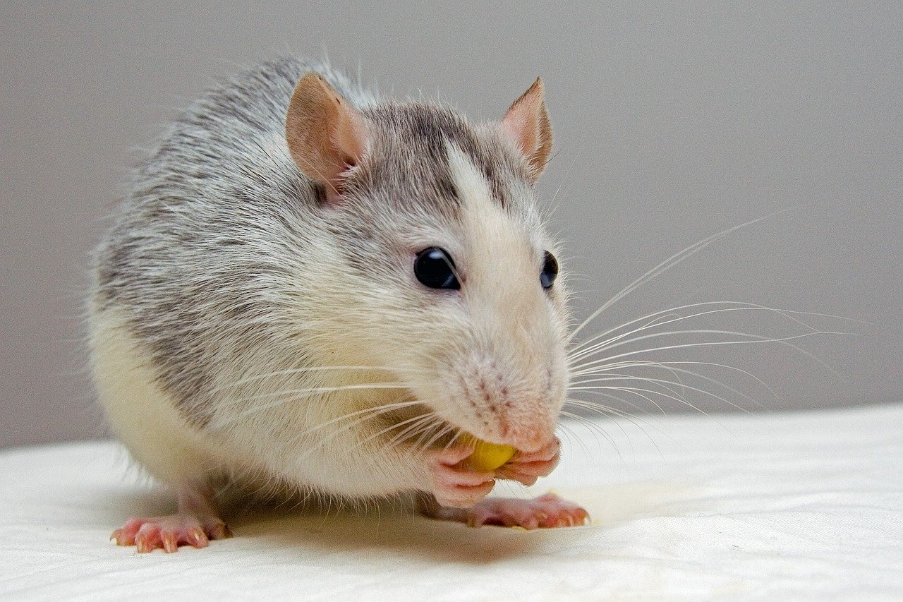 3. Rats: Intelligent and Affectionate (image credits: pixabay)