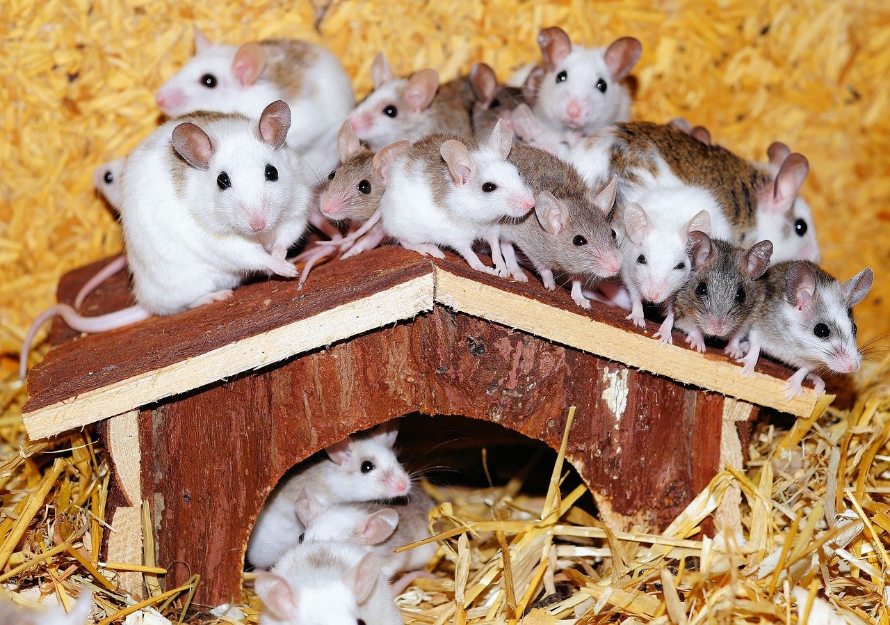 5. Mice: Small but Full of Personality (image credits: pixabay)