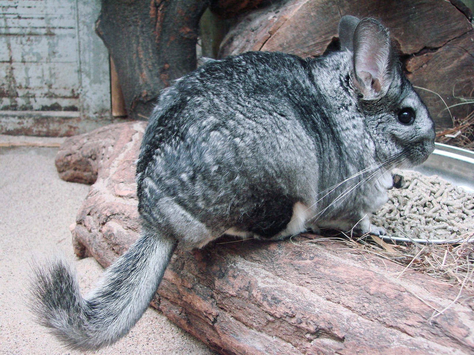 6. Chinchillas: Soft and Playful (image credits: wikimedia)