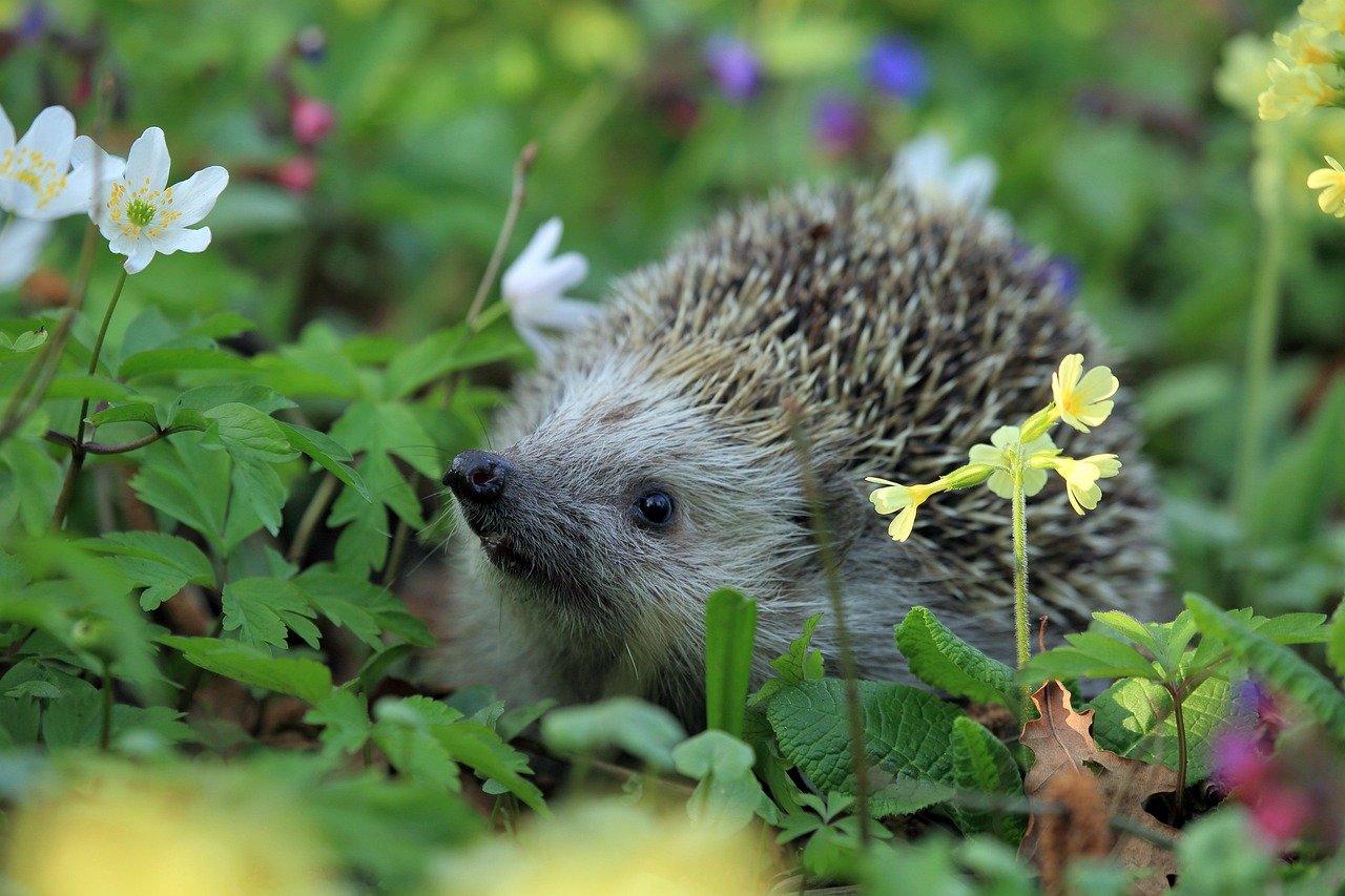 7. Hedgehogs: Quirky and Independent (image credits: pixabay)