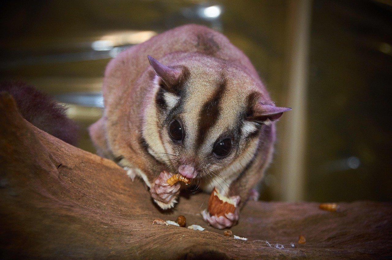8. Sugar Gliders: Gliding Companions (image credits: pixabay)