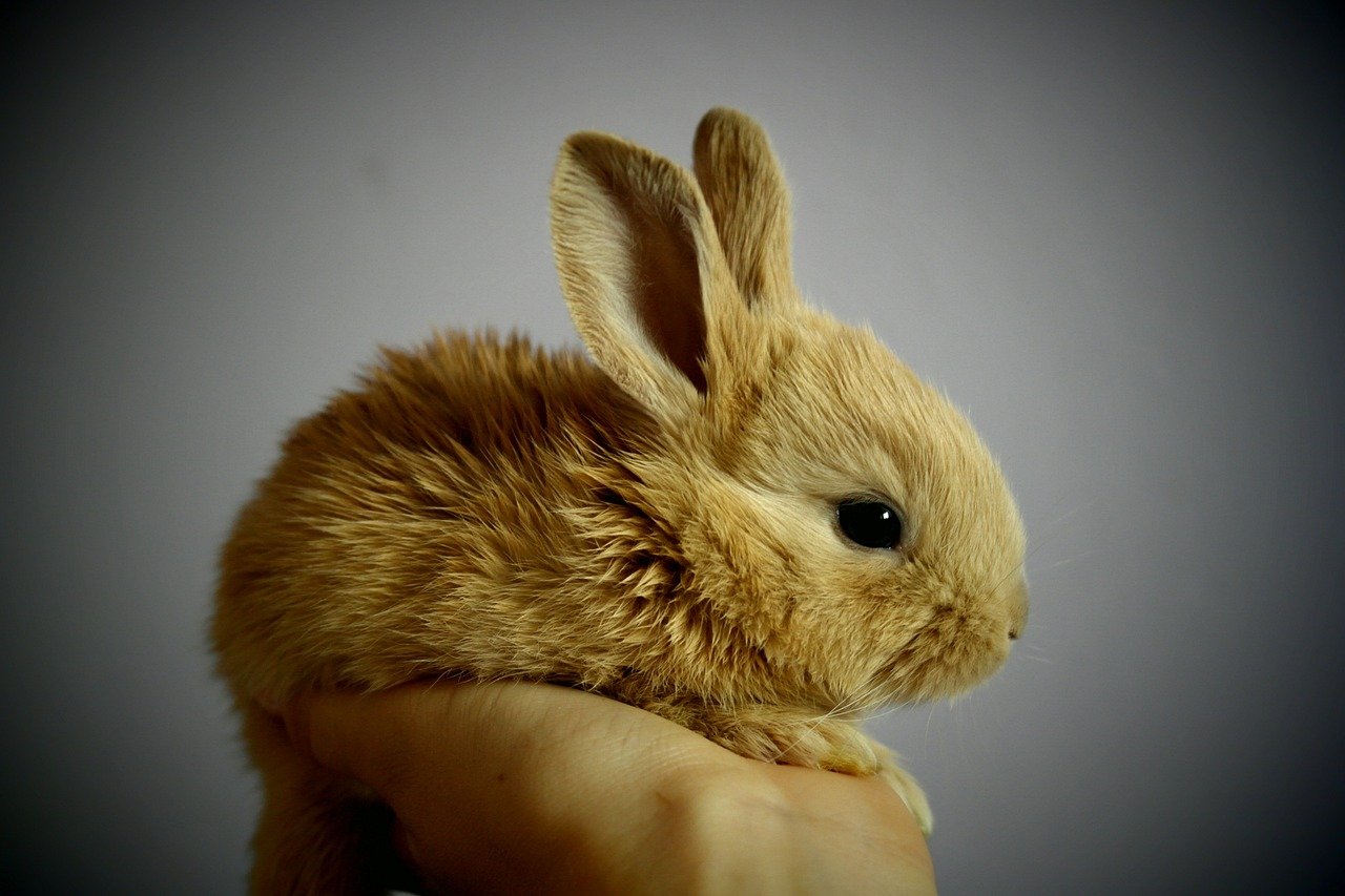 9. Rabbits: Gentle and Loving (image credits: pixabay)