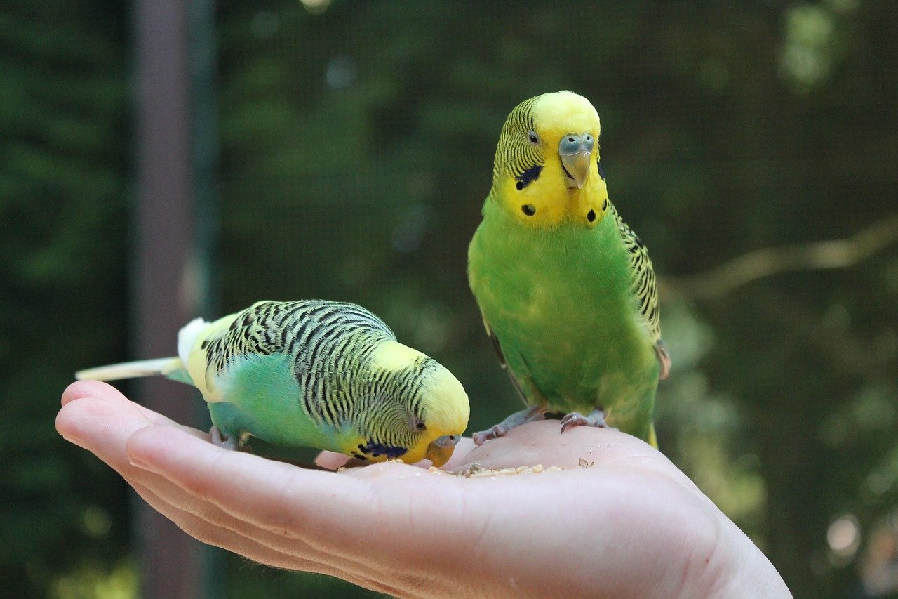 10. Budgies: Colorful and Chatty (image credits: pixabay)