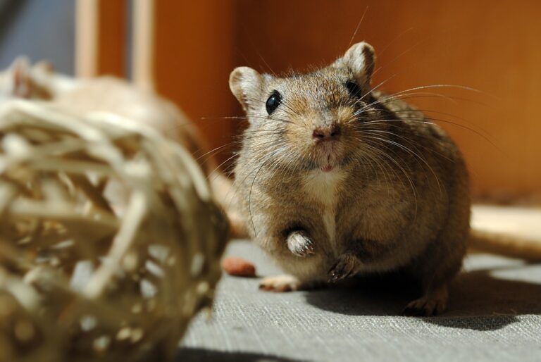 10 Pocket-Sized Pets That Bond Well With Humans