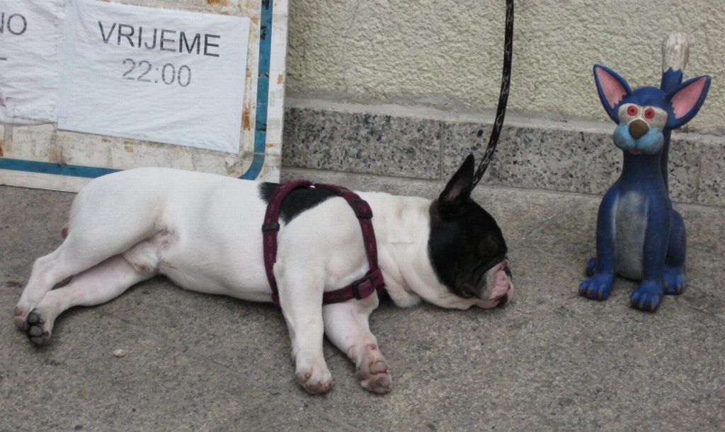 The French Bulldog: A Symphony of Snores (image credits: wikimedia)