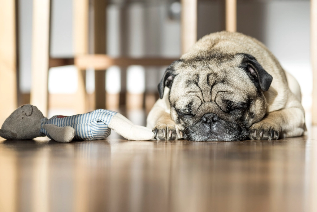 Pugs: The Tiny Warthogs of the Dog World (image credits: rawpixel)