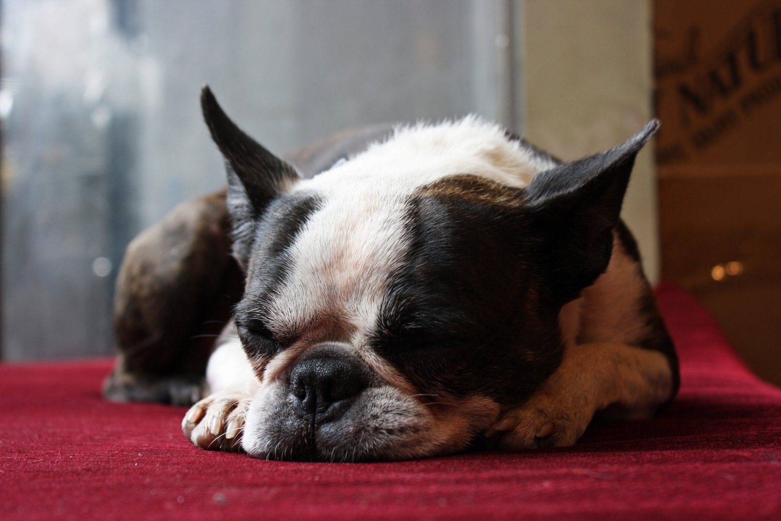 Boston Terriers: Small Size, Big Snore (image credits: wikimedia)