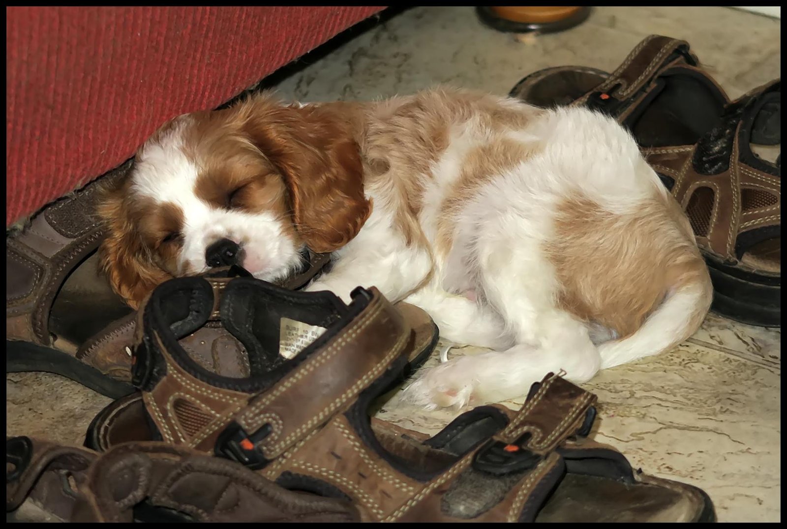 Cavalier King Charles Spaniel: A Petite Pooch with Big-Time Snores (image credits: wikimedia)