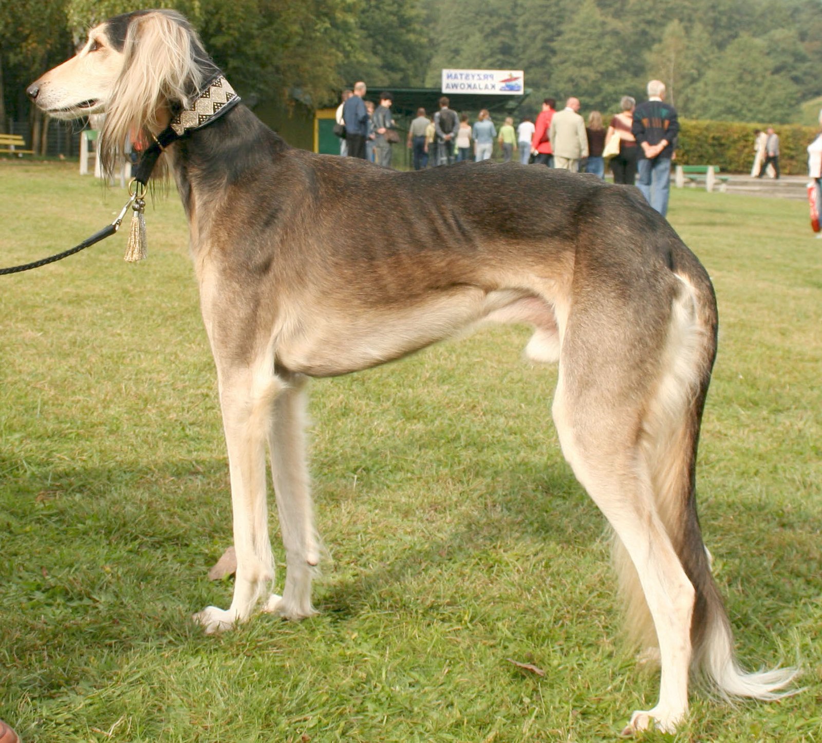 Salukis: The Silent Hunters (image credits: wikimedia)