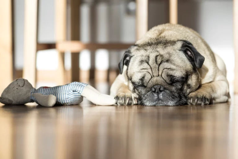 8 Dogs That Snore Like a Warthog (and 7 That Sleep in Complete Silence)