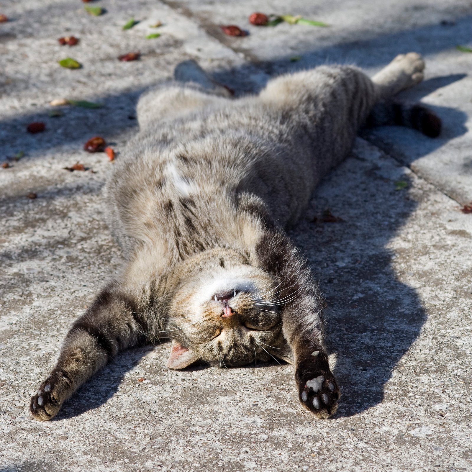 3. Use Positive Reinforcement (image credits: wikimedia)