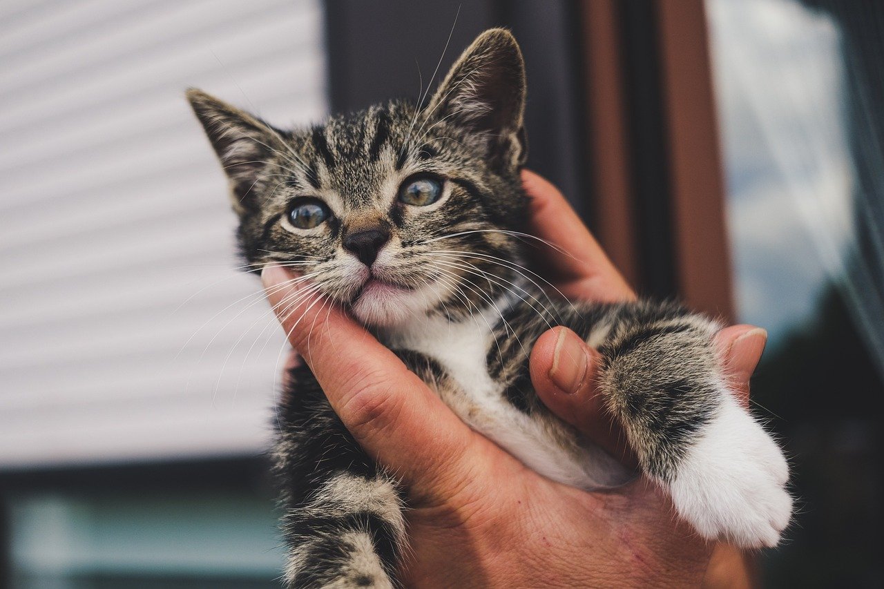 5. Socialize Your Cat Early (image credits: pixabay)