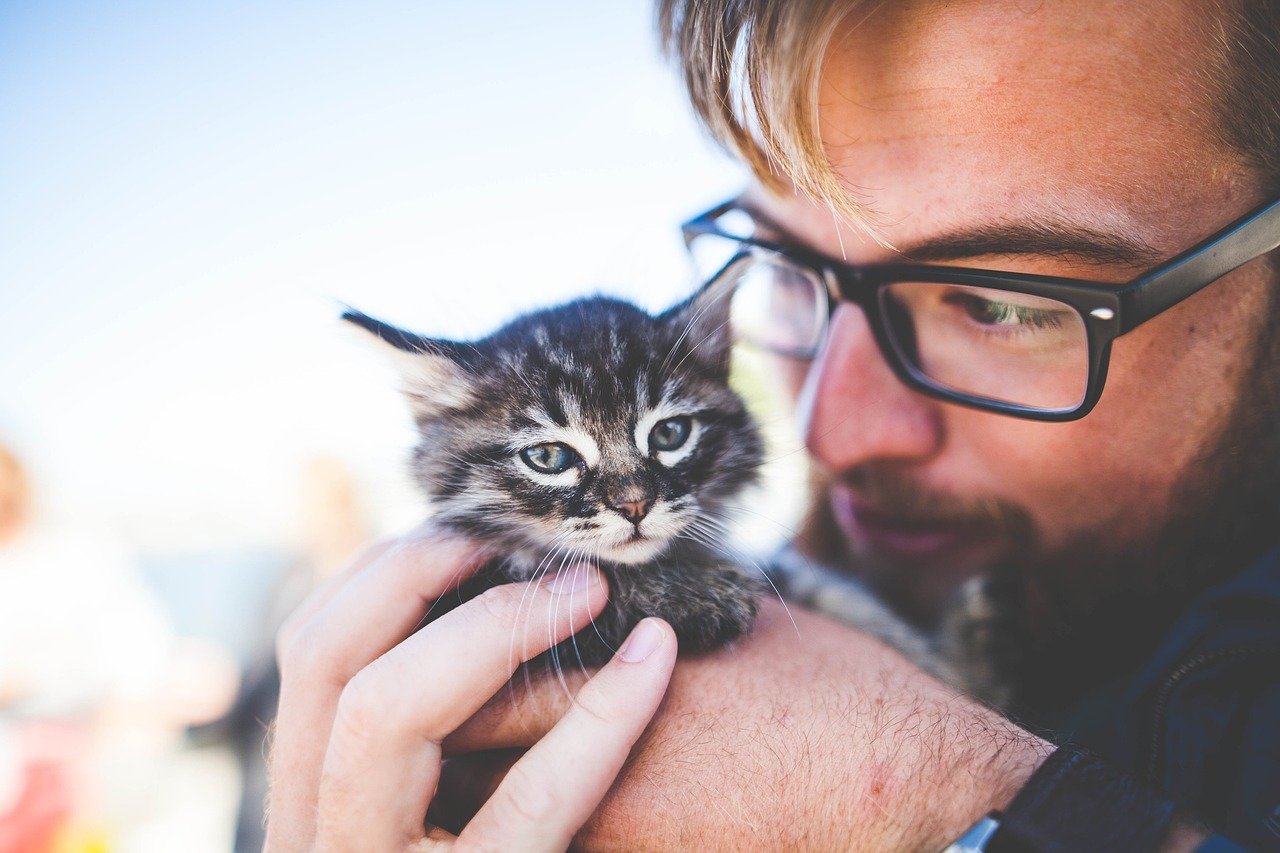 10. Be Attentive to Your Cat's Needs (image credits: pixabay)