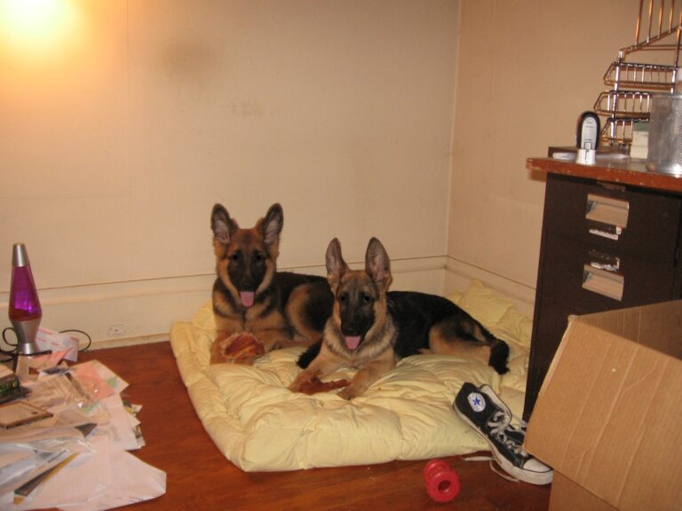 10 Things To Avoid Doing to A German Shepherd if You Want a Gentle Dog