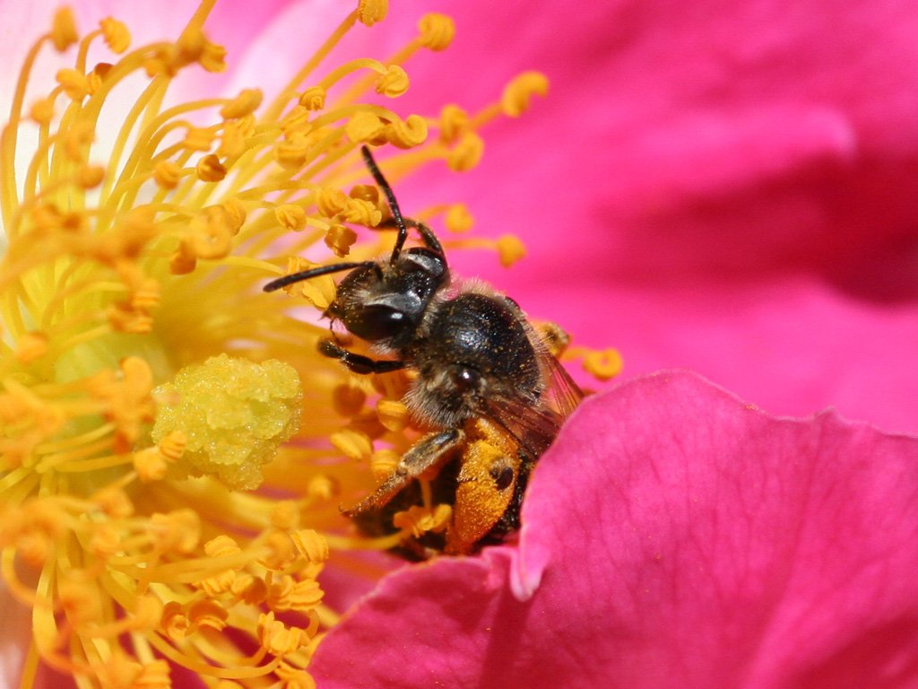 Bees: The Pollination Experts (image credits: wikimedia)
