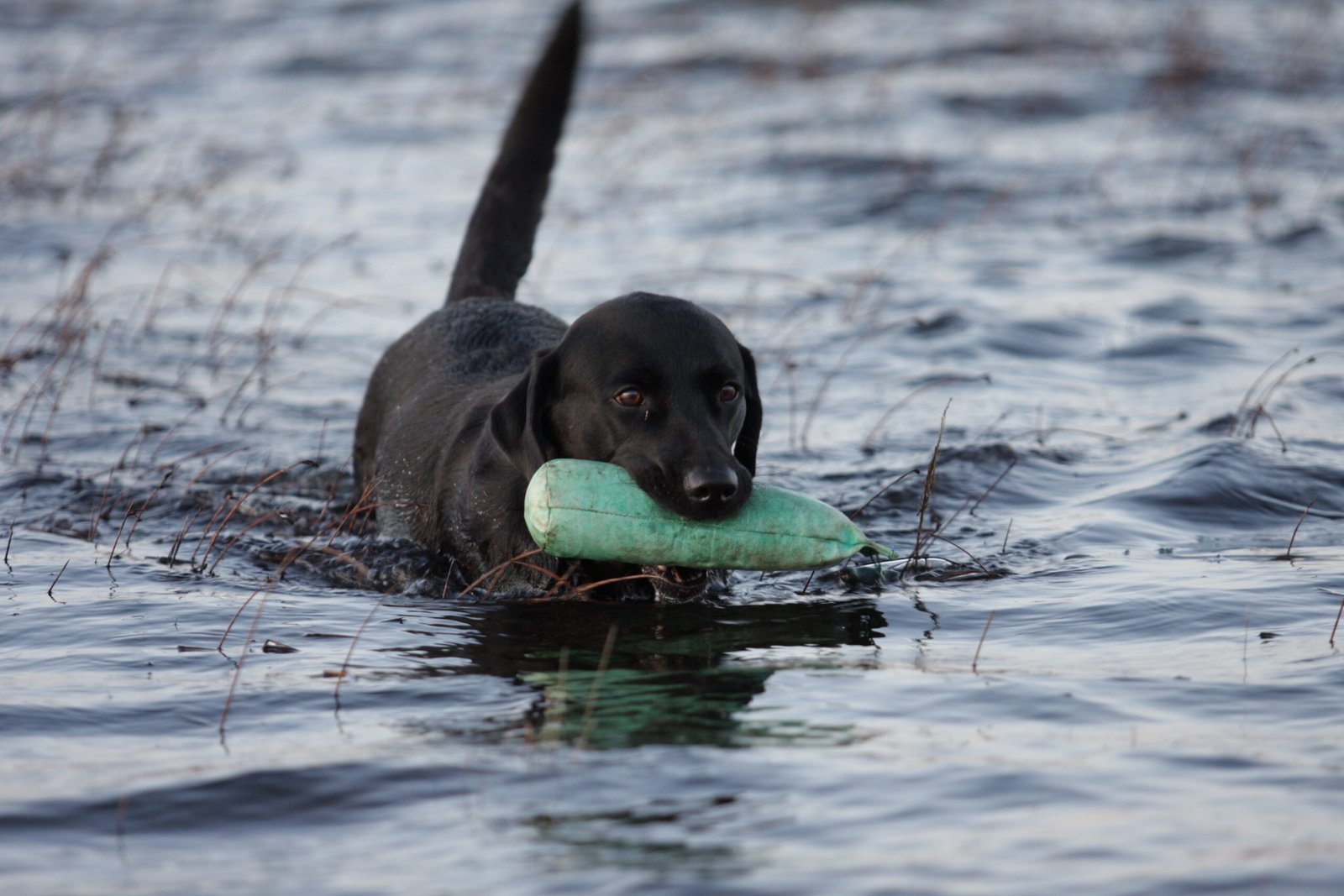 Training Challenges (image credits: wikimedia)