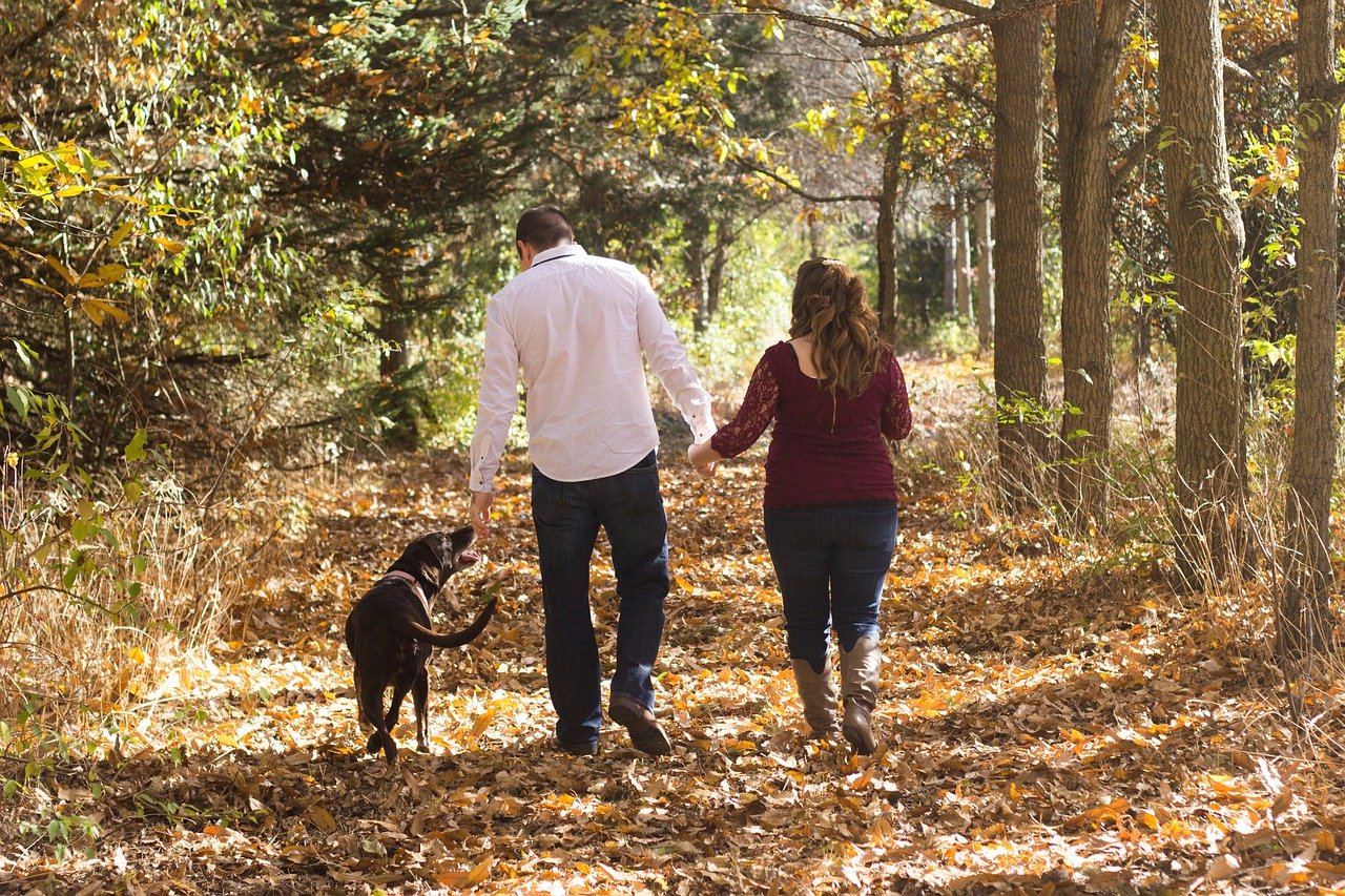 Labrador Retriever (image credits: pixabay)