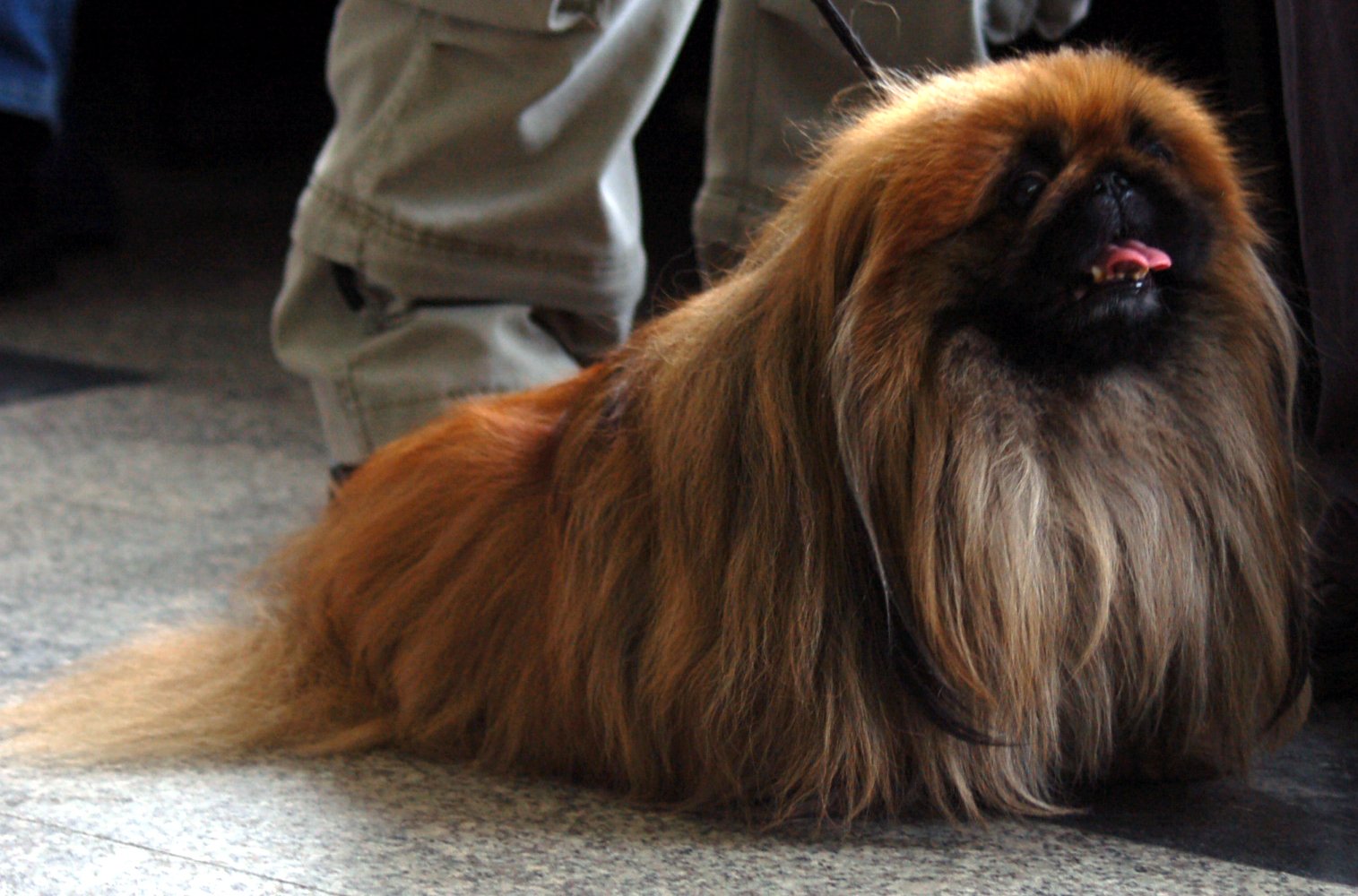 Pekingese: The Regal Aristocrat (image credits: wikimedia)