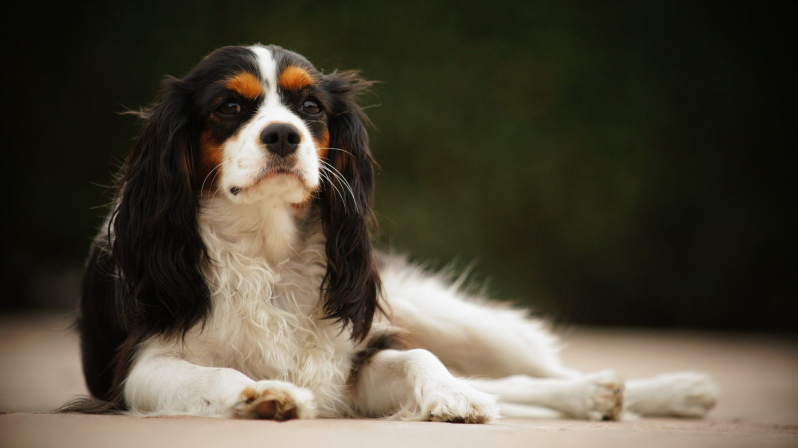 The Affectionate Cavalier King Charles Spaniel (image credits: wikimedia)