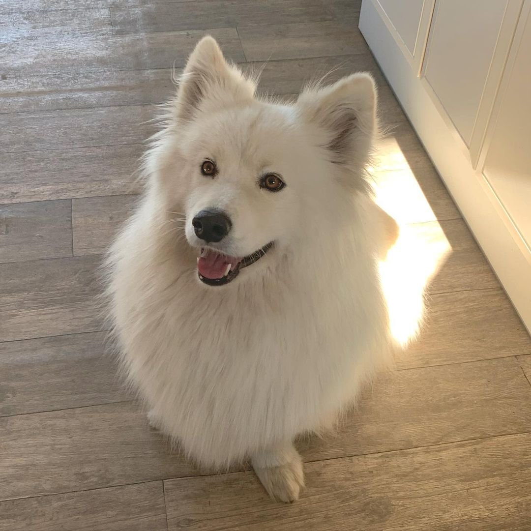 The Snuggly Samoyed (image credits: wikimedia)