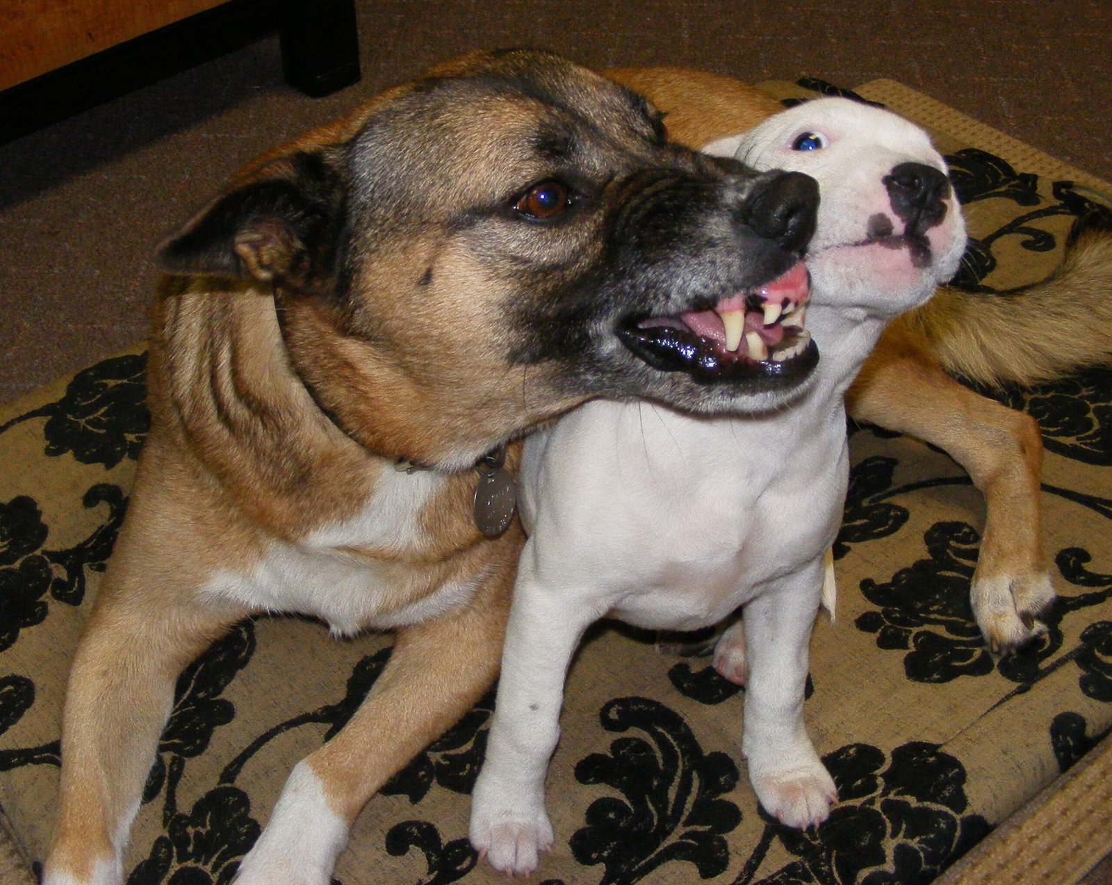 The One Sign: Growling (image credits: wikimedia)