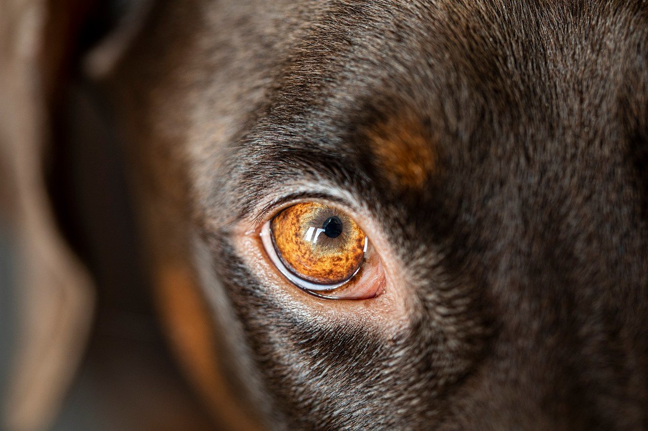 The Whites of Their Eyes (image credits: pixabay)