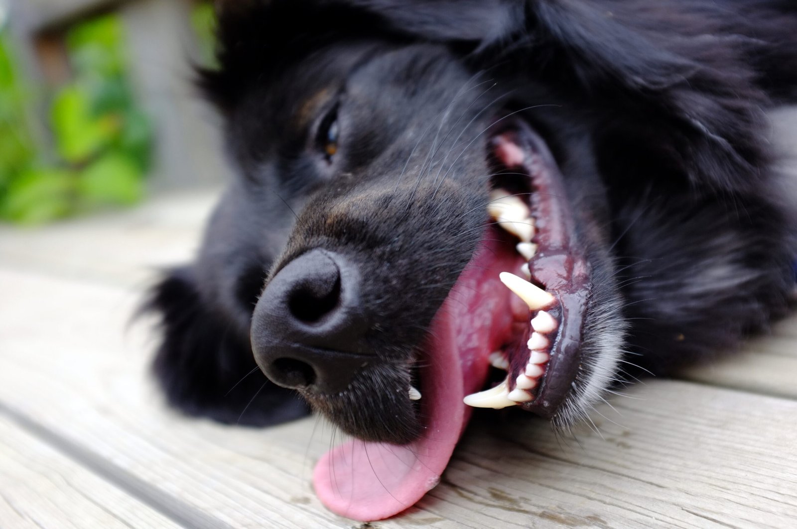 Excessive Panting or Drooling (image credits: wikimedia)