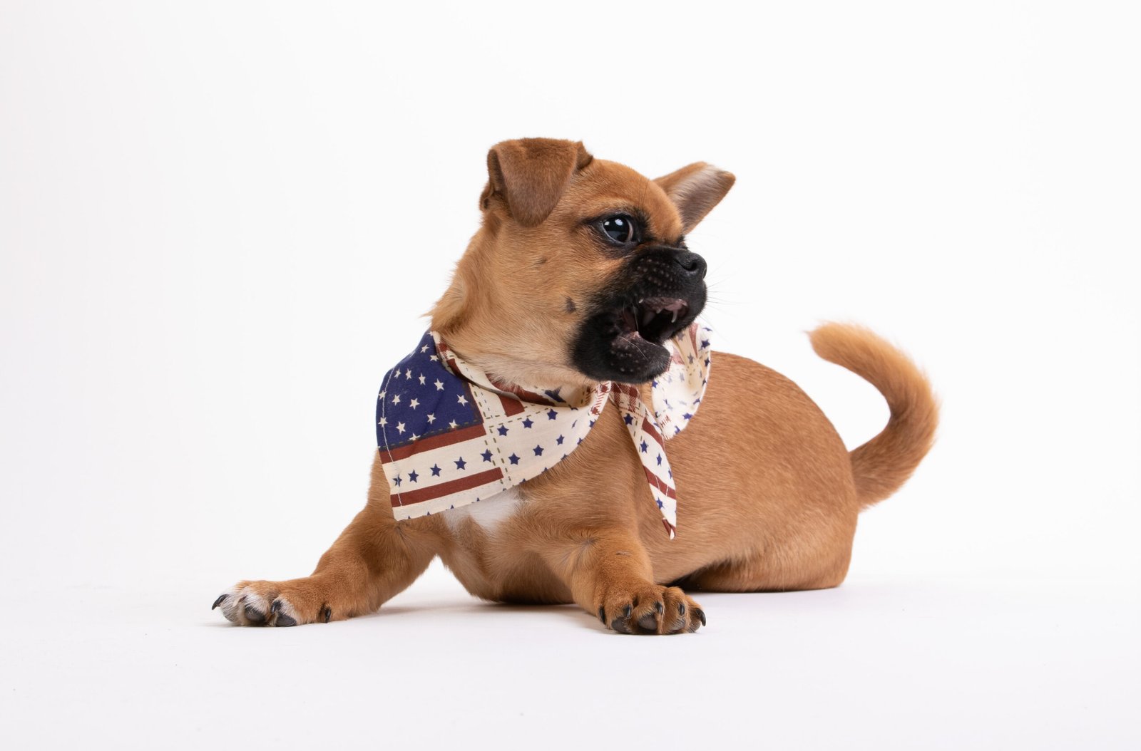 The One Sign a Dog Gives Before They Bite (and 5 Others to Watch Out For)