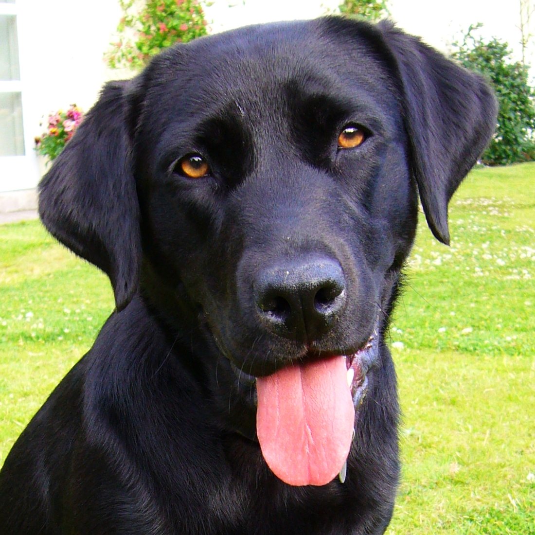 Labrador Retriever: The Friendly Shadow (image credits: wikimedia)