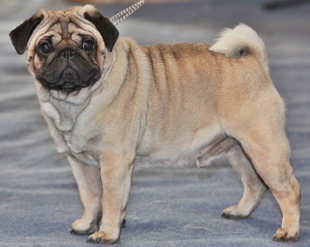 Pug: The Clingy Charmer (image credits: wikimedia)