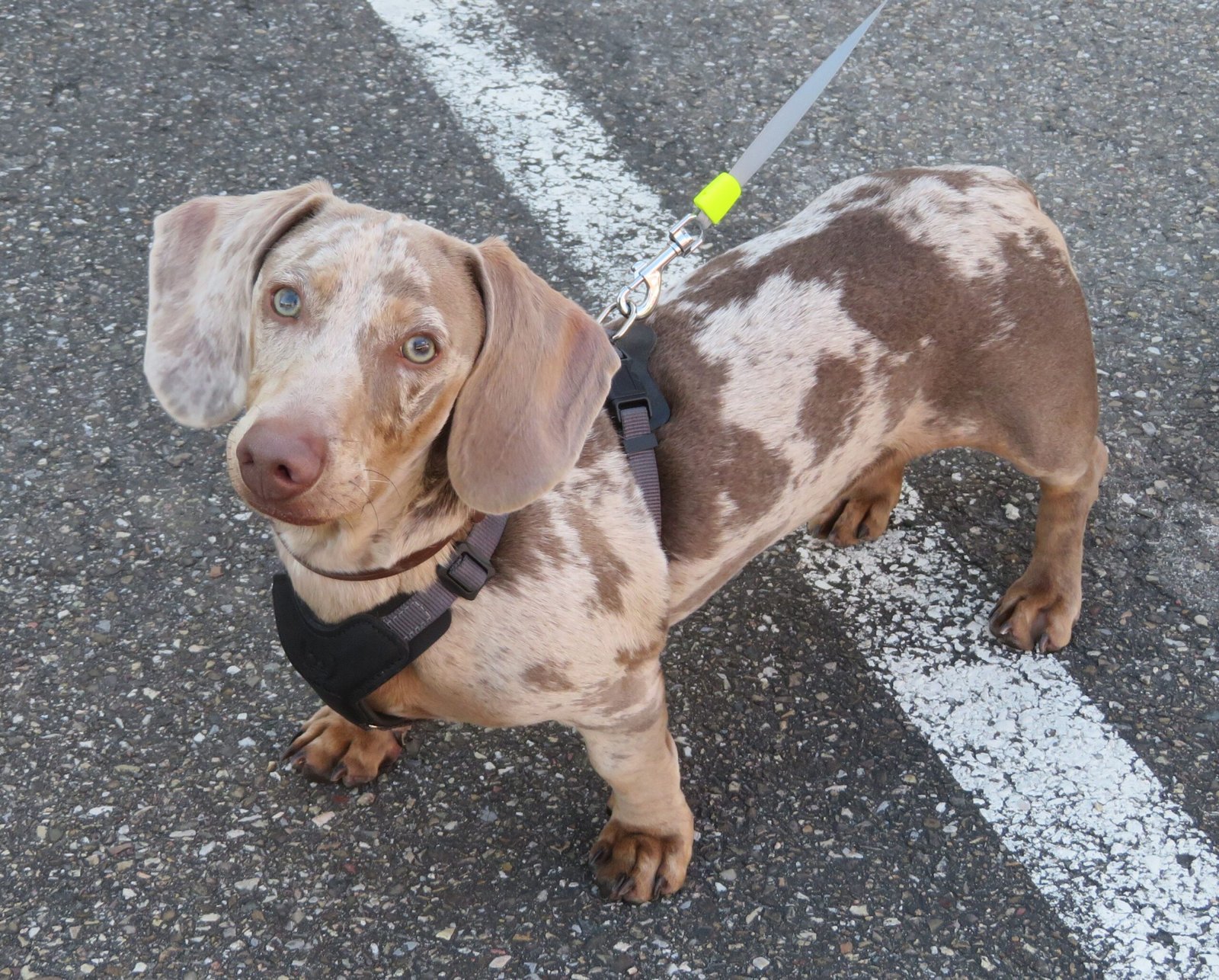 Dachshund: The Curious Companion (image credits: wikimedia)