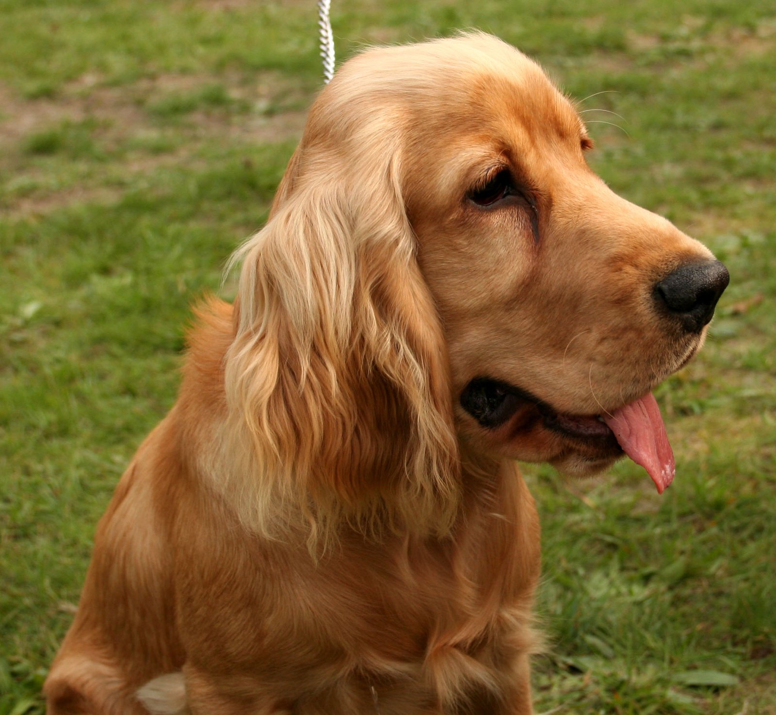 Cocker Spaniel: The Loving Lap Dog (image credits: wikimedia)