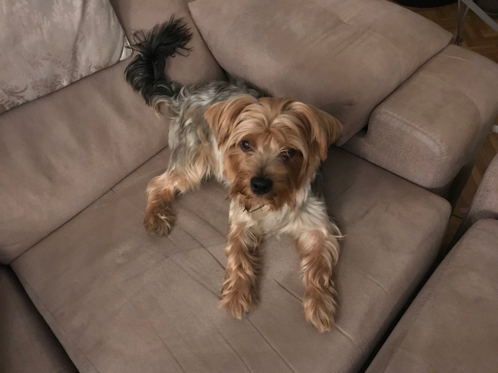 Yorkshire Terrier: The Tiny Companion (image credits: wikimedia)
