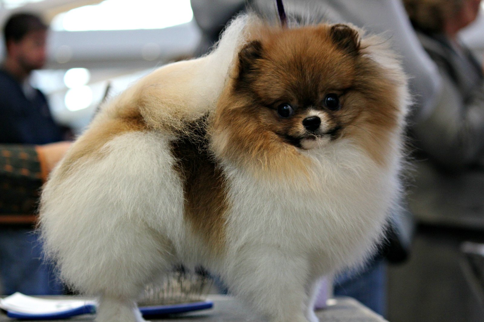 Pomeranian: The Energetic Companion (image credits: wikimedia)