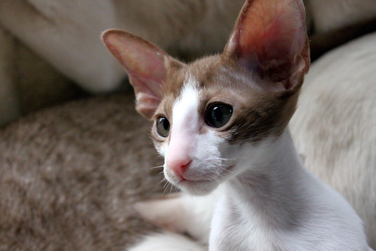 Oriental Shorthair: The Climber (image credits: pixabay)