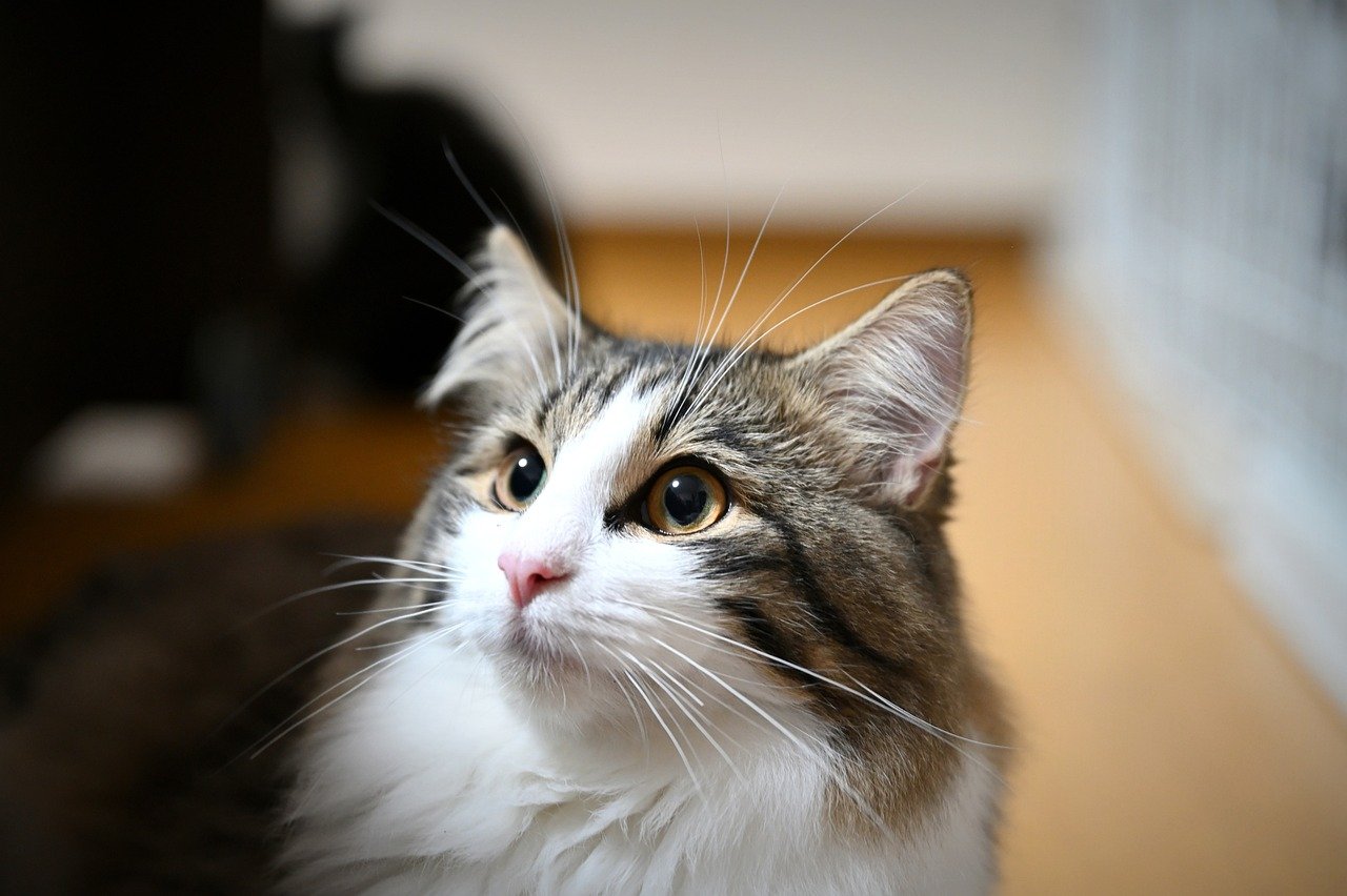 5 Curious Cat Breeds That Explore Your Entire House (And 5 Who Prefer Your Sofa)