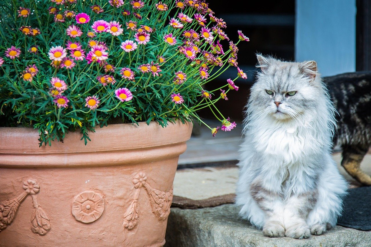 Persian: The Regal and Relaxed (image credits: pixabay)