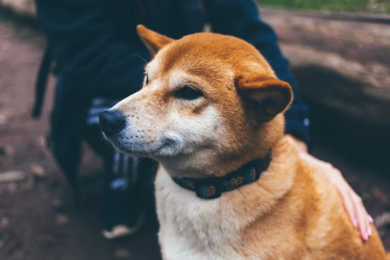10 Dog Breeds Liable to Give You that Silent Treatment if You Forget Meal Times