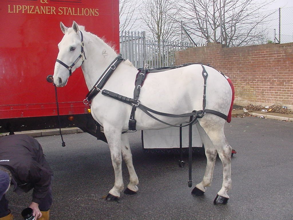 Lipizzaner: The Dancing White Horse (image credits: wikimedia)