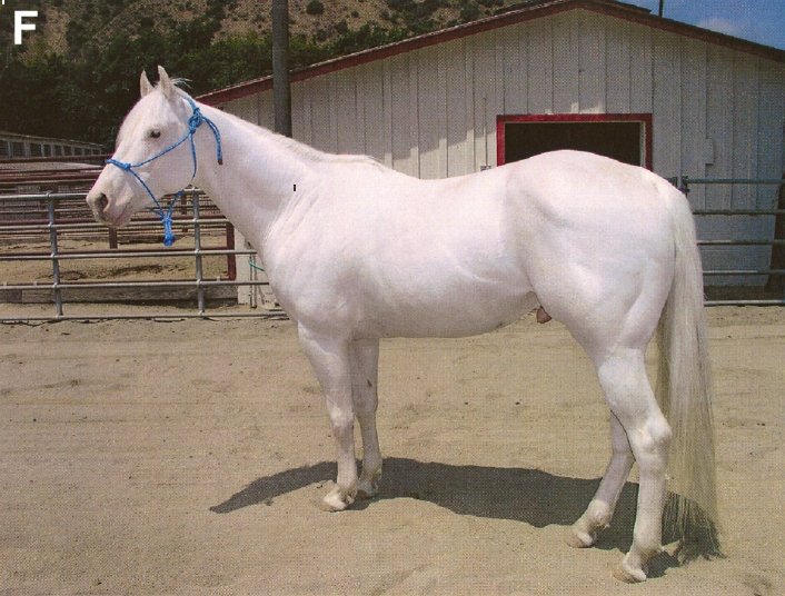 Camarillo White Horse: Rarity in White (image credits: wikimedia)