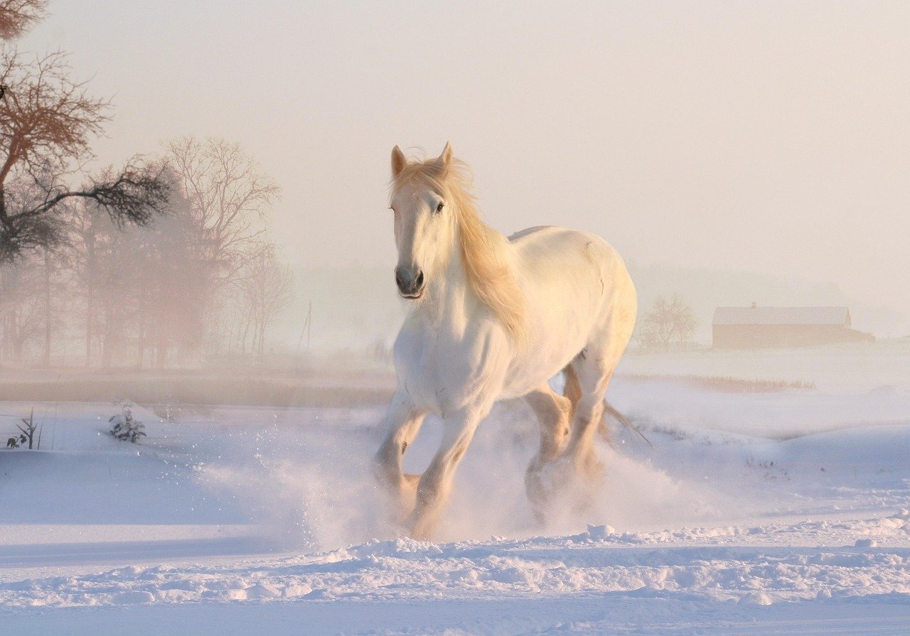 Trakehner: The Athletic White Wonder (image credits: pixabay)