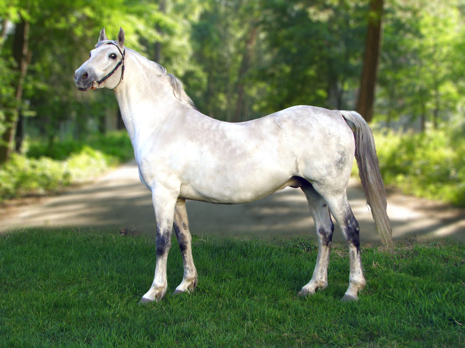 Orlov Trotter: The Elegant White Racer (image credits: wikimedia)