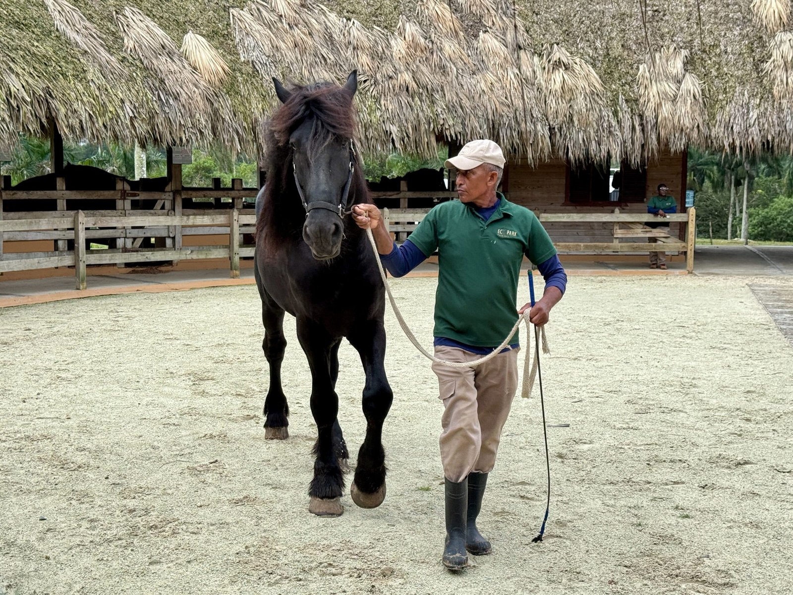Friesian: The Black Beauty (image credits: wikimedia)